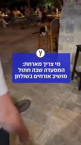 המארח הכי חתיך במסעדה במונטנגרו הוא בכלל חתול