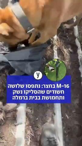 M-16 בחצר: נתפסו שלושה חשודים שהסליקו נשק ותחמושת בבית ברמלה