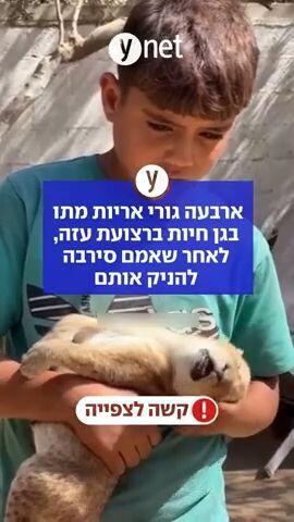 ארבעה גורי אריות מתו בגן חיות ברצועת עזה, לאחר שאמם סירבה להניק אותם