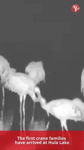 The first crane families have arrived at Hula Lake