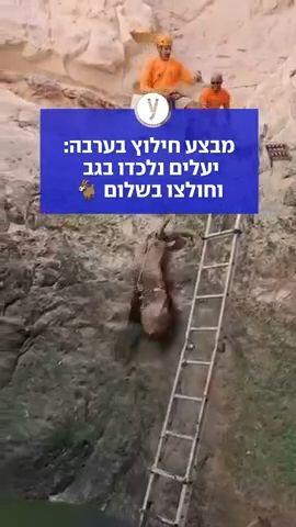מבצע חילוץ בערבה: יעלים נלכדו בגב וחולצו בשלום