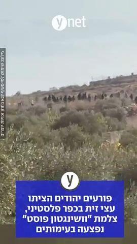 פורעים יהודים הציתו עצי זית בכפר פלסטיני, צלמת "וושינגטון פוסט" נפצעה בעימותים