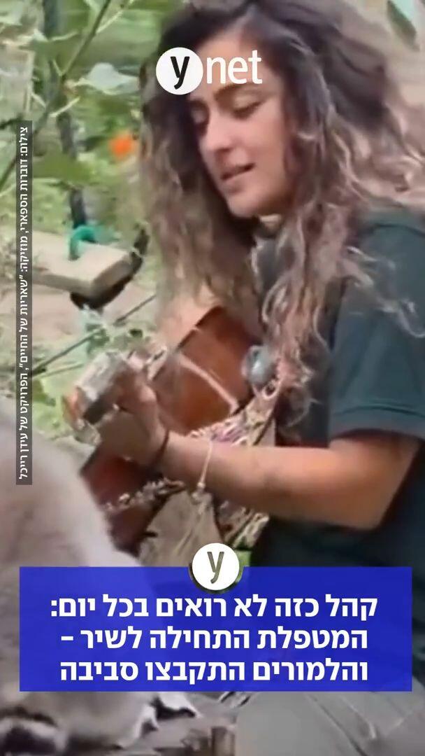 קהל כזה לא רואים בכל יום: המטפלת התחילה לשיר - והלמורים התקבצו סביבה