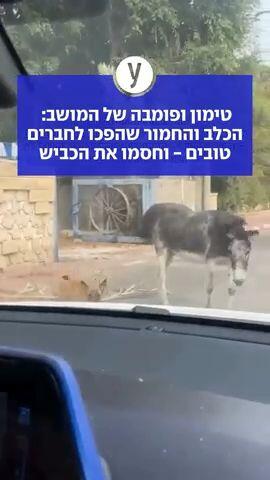 טימון ופומבה של המושב: הכלב והחמור שהפכו לחברים טובים - וחסמו את הכביש