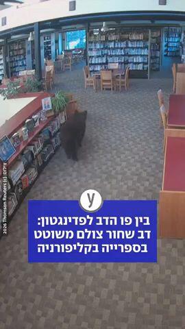 בין פו הדב לפדינגטון:  דב שחור צולם משוטט בספרייה בקליפורניה