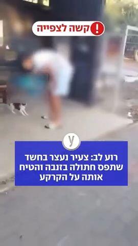 רוע לב: צעיר נעצר בחשד שתפס חתולה בזנבה והטיח אותה על הקרקע
