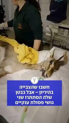 חשבו שהצבייה בהיריון - אבל בבטן שלה הסתתרו שני גושי פסולת ענקיים
