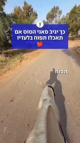 כך יגיב סאני הסוס אם תאכלו תפוח בלעדיו
