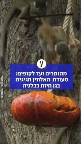 מהנמרים ועד לקופים: סעודת  האלווין חגיגית  בגן חיות בבלגיה