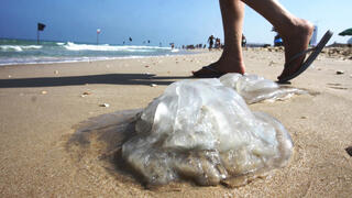 Jellyfish in Ramat Gan beach 