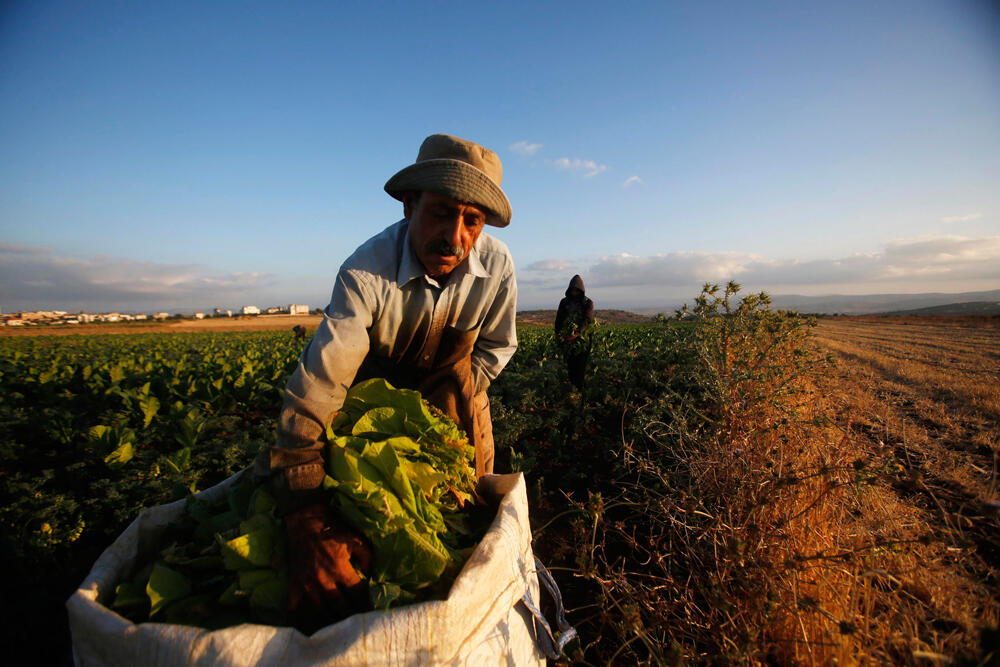 Palestinian farmer 