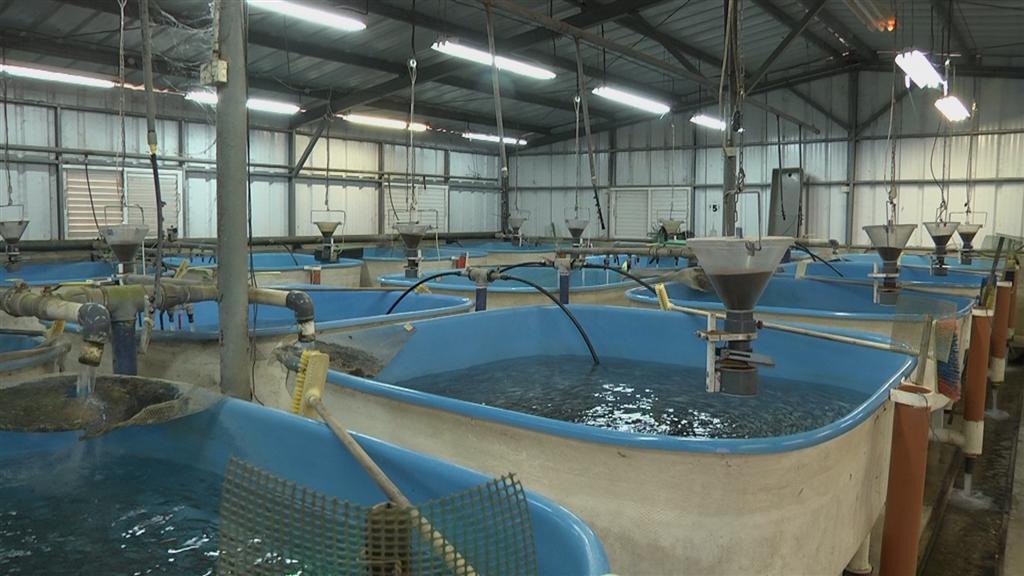 Fish farms in Israel 