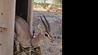 צבי חזר לטבע מילואים רשות הטבע והגנים דרום הר חברון