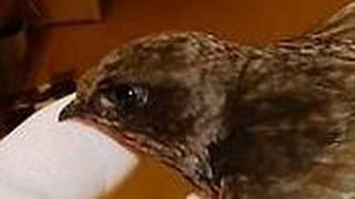 הסיס הפצוע לפני הליך השתלת הנוצות