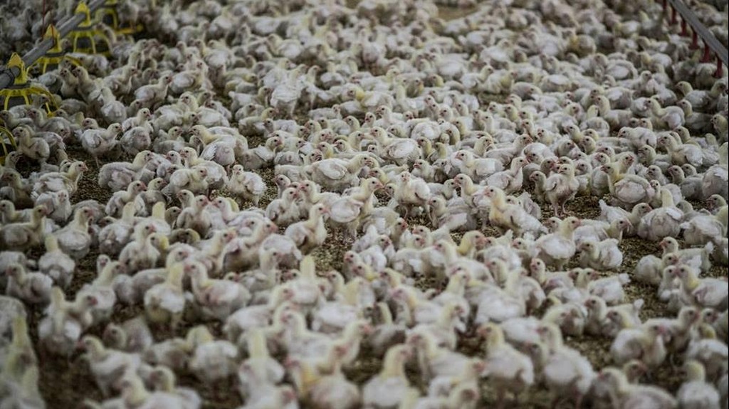 בין התאווה האנושית לחמלה האלוהית