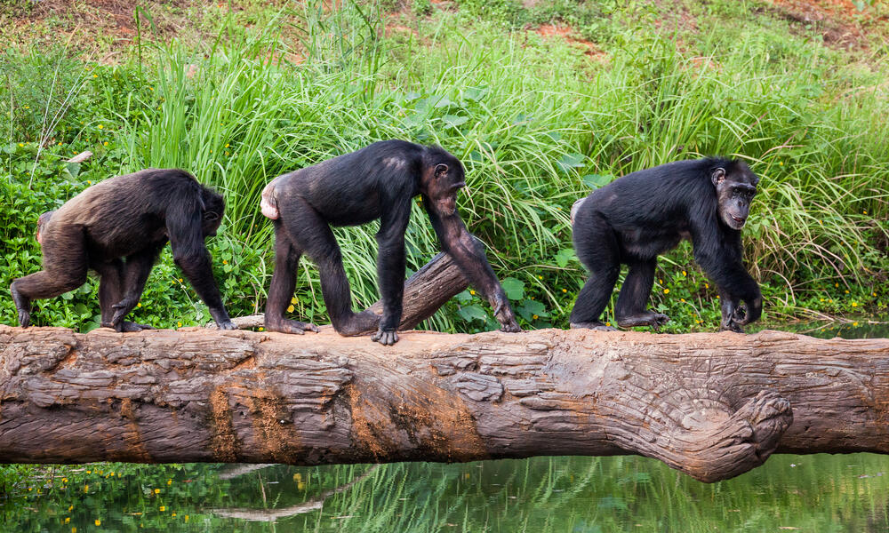 הם מדברים על השעות בהן השימפנזים יוצאים לחפש אוכל כדי שנהיה שם בדיוק בזמן. 