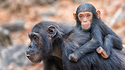 רוב השימפנזים בעולם חיים באפריקה