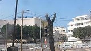 עצים שנכרתו בתל אביב. ארכיון