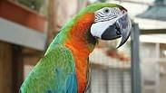 תוכי מהחווה של דמרי