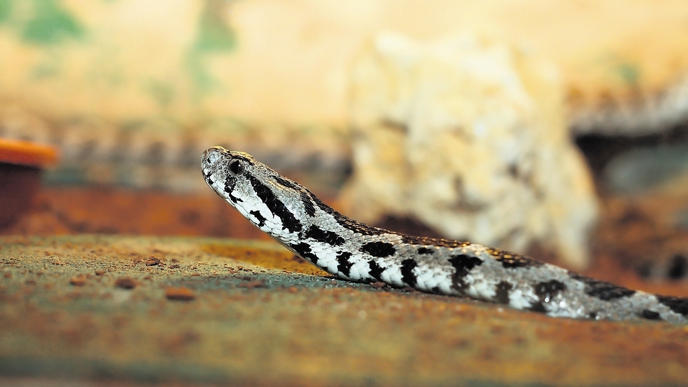 נחש צפע (צילום: shutterstock) נחש צפע