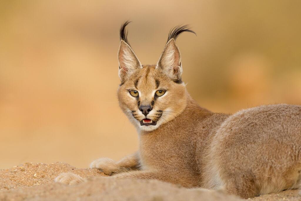 קרקל (צילום: shutterstock) קרקל