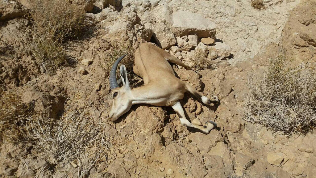 Dead ibex as a result of the Ashalim Creek disaster in 2017 