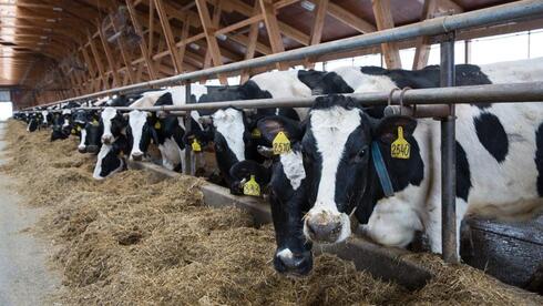 Climate-friendly cows bred to belch less methane