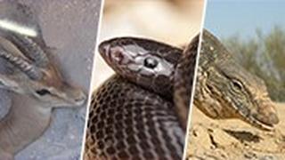 כוח אפור, צפעון שחור וצבי ישראלי 