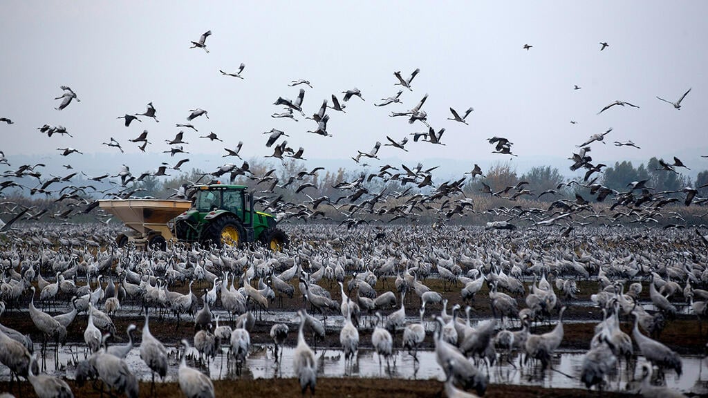 Birds in Israel 