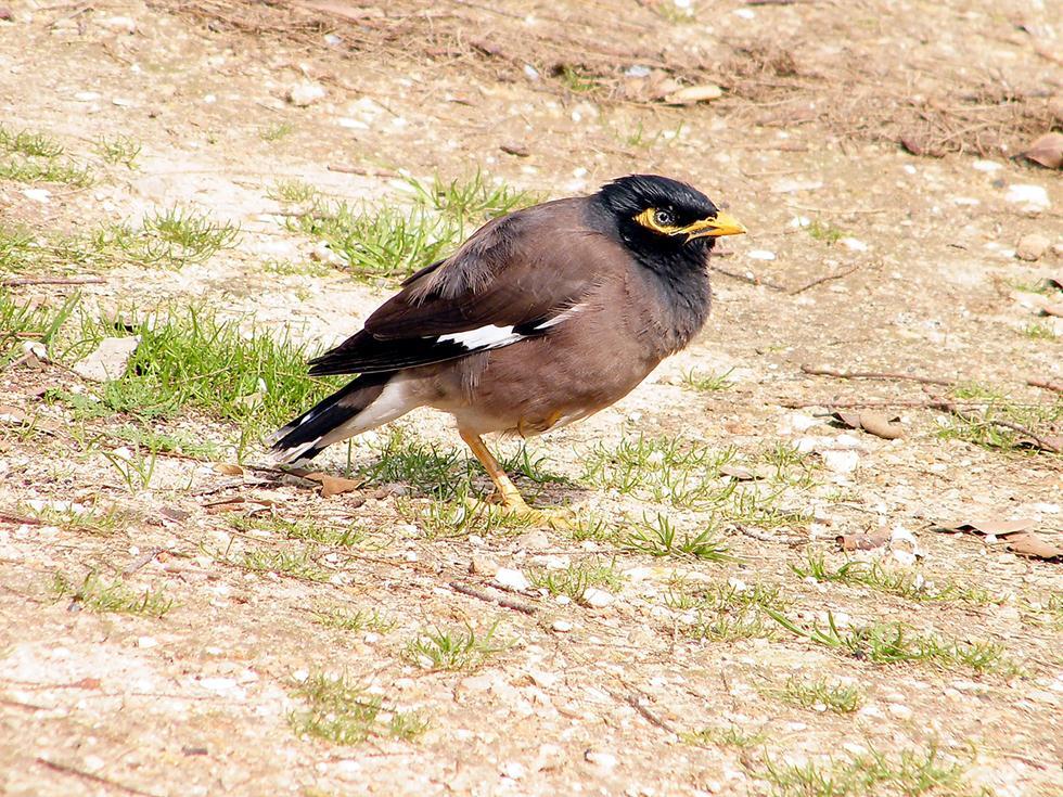 מיינה (צילום: shutterstock) מיינה
