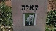 המצבה של קאיה
