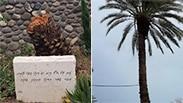 דקל שפל צמרת קרס נפל סערה  מועצה אזורית בקעת הירדן בית עלמין אנדרטה רחל ה משוררת