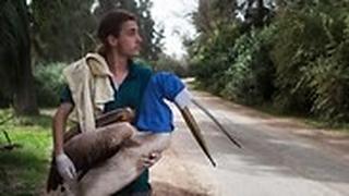 מתוך הסרט "פרא"