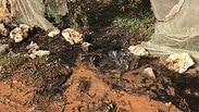 אלמונים הציתו מטעי דובדבנים בקיבוץ כפר עציון