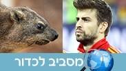 מסביב לכדור ספרד שפנים שמות מדינות
