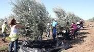 סינדיאנת הגליל מכון היצוא 