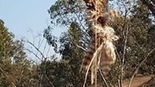 בז מצוי נמצא סמוך לנחל הבשור כשמחובר אליו חומר דליק 