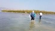 אי חדש נוצר בכנרת מול חוף בקיבוץ מעגן מיכאל