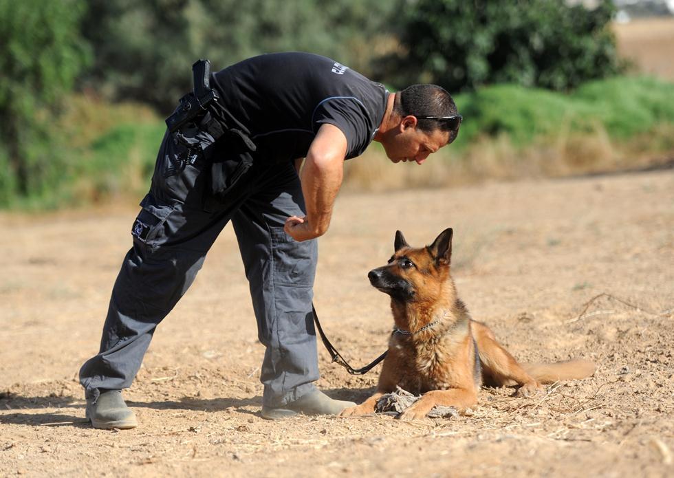 כלב בשירות המשטרה (צילום: חיים הורנשטיין) שוטר בהכשרת כלב לזיהוי כתמי דם