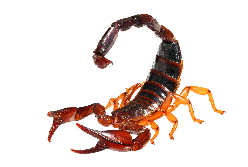 עקרב נבו יריחו (צילום: shutterstock) ונבו יריחו