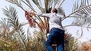 עץ תמר דקל עיראק תמרים בצרה