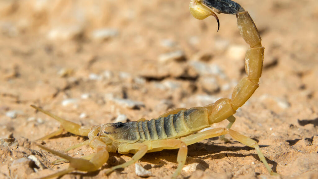 עקרב צהוב. אילוסטרציה (צילום: Shutterstock) עקרב מסוג עקצן צהוב