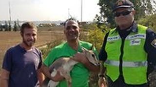 השוטר דב לנדאו, אדי טייאר עם הצבייה ורועי קליין