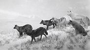 Alaskan Wolves, 1994, gelatin silver print,