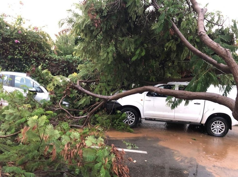 Trees collapse on top of cars in the most recent storm (Photo: Yossi Toboul) עצים שקרסו במזכרת בתיה