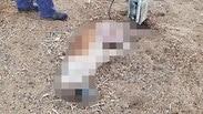  הכלב שנתלה למוות על ידי כנופיית פורצים שגנבה 30 כבשים