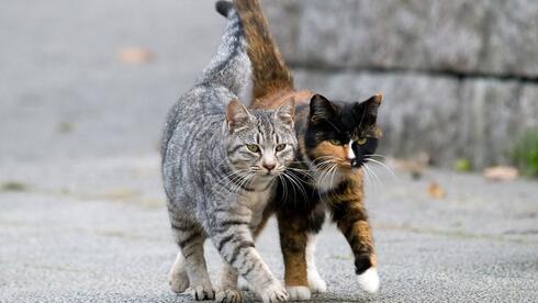 Israeli court bars man from trapping street cats after animals go missing - Vimarsana News