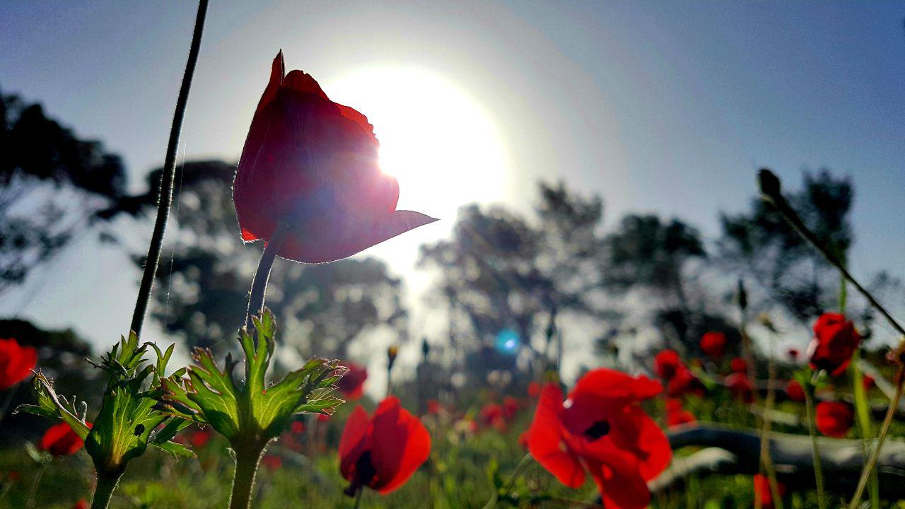 Flowers in bloom at Flower Festival in the south of Israel (Photo: Roi Idan) פריחה ושדות בשער הנגב