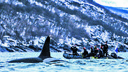טיול צלילה עם לווייתנים בנורווגיה