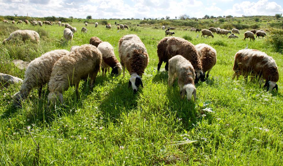 כבשים רועות